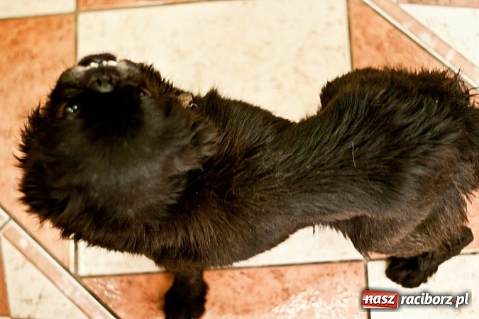 Zdjęcie w galerii na portalu naszraciborz.pl: Prezes Towarzystwa Opieki nad Zwierzętami we Wrocławiu dystansuje się od afery? wiadomości z regionu