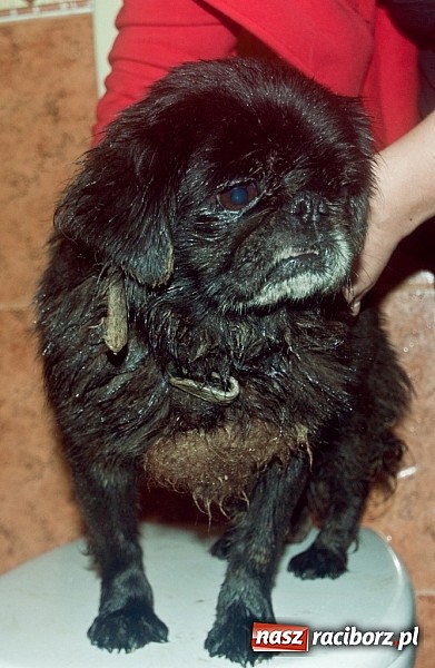 Zdjęcie w galerii na portalu naszraciborz.pl: Prezes Towarzystwa Opieki nad Zwierzętami we Wrocławiu dystansuje się od afery? wiadomości z regionu