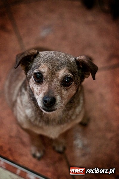 Zdjęcie w galerii na portalu naszraciborz.pl: Prezes Towarzystwa Opieki nad Zwierzętami we Wrocławiu dystansuje się od afery? wiadomości z regionu