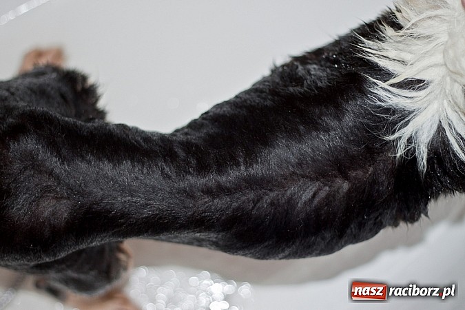 Zdjęcie w galerii na portalu naszraciborz.pl: Prezes Towarzystwa Opieki nad Zwierzętami we Wrocławiu dystansuje się od afery? wiadomości z regionu