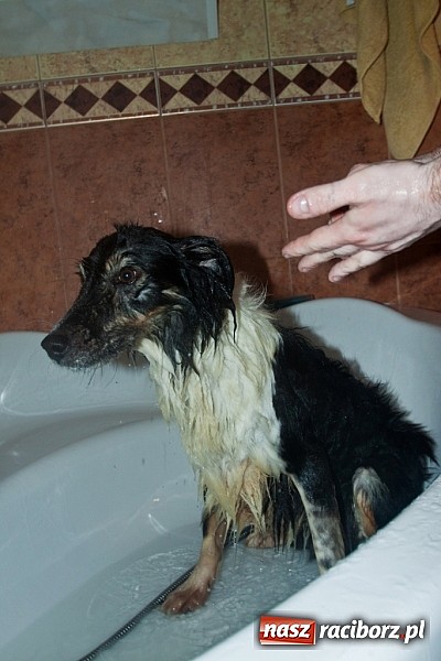 Zdjęcie w galerii na portalu naszraciborz.pl: Prezes Towarzystwa Opieki nad Zwierzętami we Wrocławiu dystansuje się od afery? wiadomości z regionu