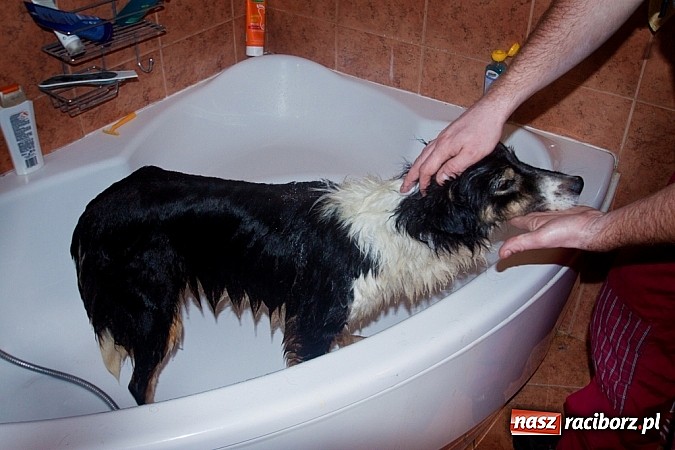 Zdjęcie w galerii na portalu naszraciborz.pl: Prezes Towarzystwa Opieki nad Zwierzętami we Wrocławiu dystansuje się od afery? wiadomości z regionu