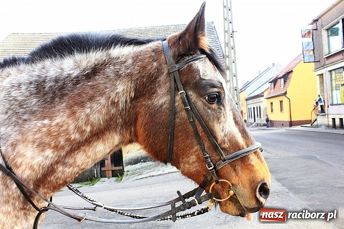 Zdjęcie w galerii na portalu naszraciborz.pl: Procesja na koniach z okazji dnia św. Mikołaja wiadomości z regionu