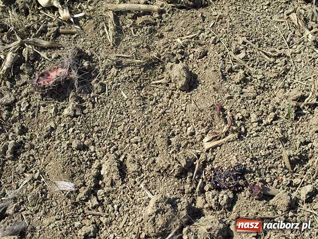 Zdjęcie w galerii na portalu naszraciborz.pl: Rozszarpana sarna w Markowicach wiadomości z regionu