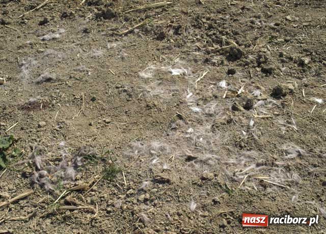 Zdjęcie w galerii na portalu naszraciborz.pl: Rozszarpana sarna w Markowicach wiadomości z regionu