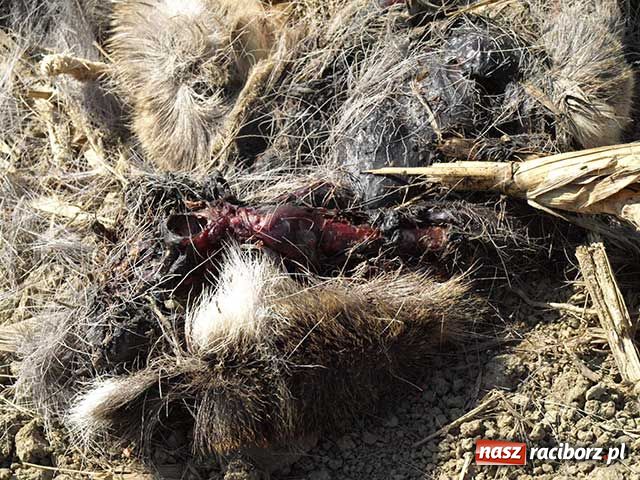 Zdjęcie w galerii na portalu naszraciborz.pl: Rozszarpana sarna w Markowicach wiadomości z regionu