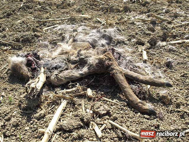 Zdjęcie w galerii na portalu naszraciborz.pl: Rozszarpana sarna w Markowicach wiadomości z regionu