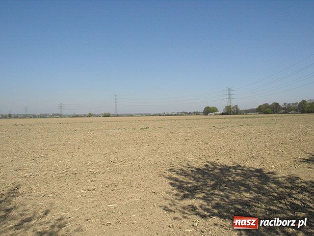 Zdjęcie w galerii na portalu naszraciborz.pl: Rozszarpana sarna w Markowicach wiadomości z regionu