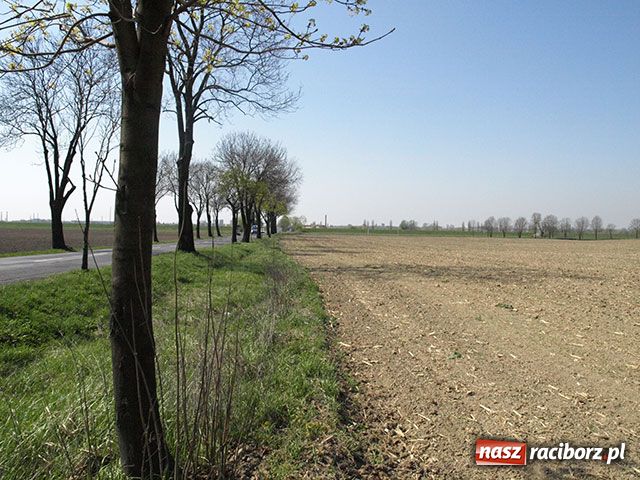 Zdjęcie w galerii na portalu naszraciborz.pl: Rozszarpana sarna w Markowicach wiadomości z regionu