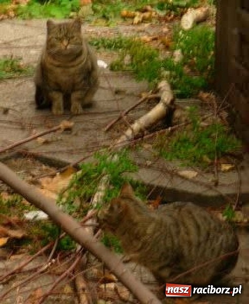 Zdjęcie w galerii na portalu naszraciborz.pl: Na ratunek kotom wolnożyjącym wiadomości z regionu