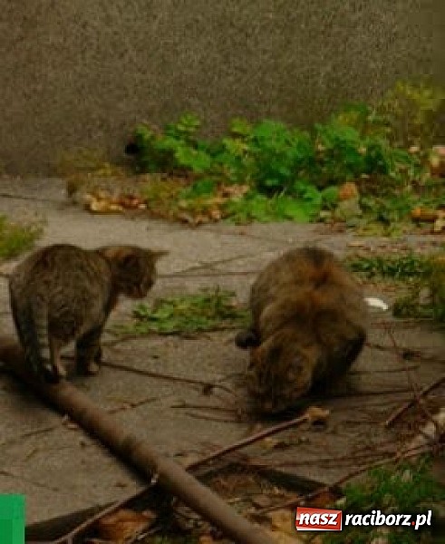 Zdjęcie w galerii na portalu naszraciborz.pl: Na ratunek kotom wolnożyjącym wiadomości z regionu