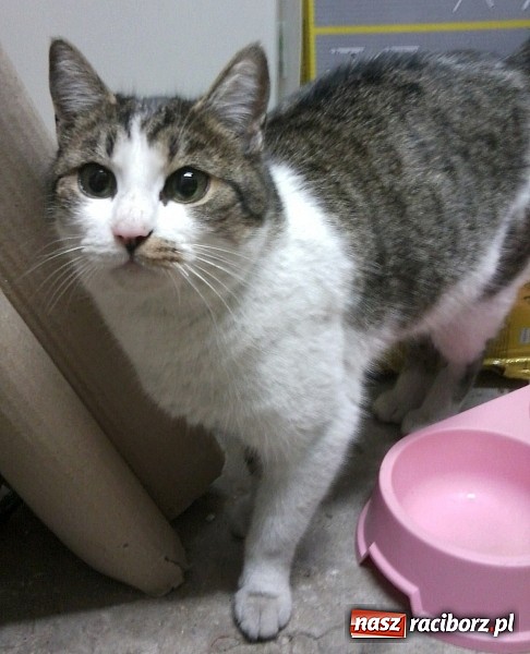 Zdjęcie w galerii na portalu naszraciborz.pl: Na Starowiejskiej znaleziono koteczkę wiadomości z regionu