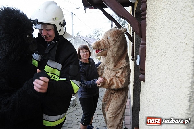 Zdjęcie w galerii na portalu naszraciborz.pl: Ber chodzi po wsiach, ale młodych dziewczyn niestety nie spotkał wiadomości z regionu