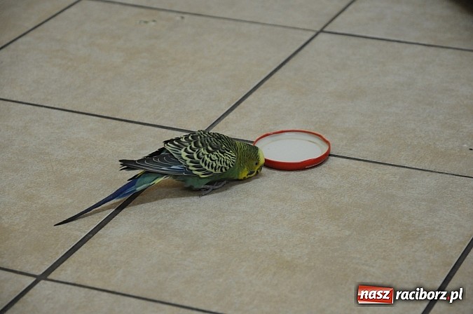 Zdjęcie w galerii na portalu naszraciborz.pl: Zbłąkana papużka przyleciała po pomoc na... pogotowie ratunkowe w Krzyżanowicach wiadomości z regionu
