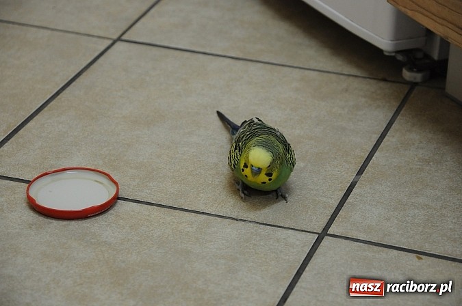 Zdjęcie w galerii na portalu naszraciborz.pl: Zbłąkana papużka przyleciała po pomoc na... pogotowie ratunkowe w Krzyżanowicach wiadomości z regionu