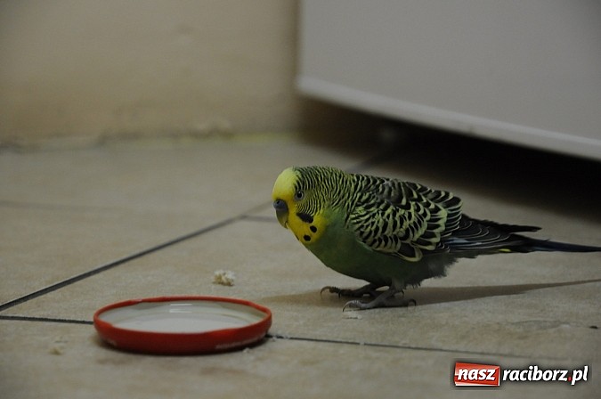 Zdjęcie w galerii na portalu naszraciborz.pl: Zbłąkana papużka przyleciała po pomoc na... pogotowie ratunkowe w Krzyżanowicach wiadomości z regionu