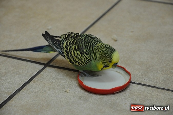 Zdjęcie w galerii na portalu naszraciborz.pl: Zbłąkana papużka przyleciała po pomoc na... pogotowie ratunkowe w Krzyżanowicach wiadomości z regionu