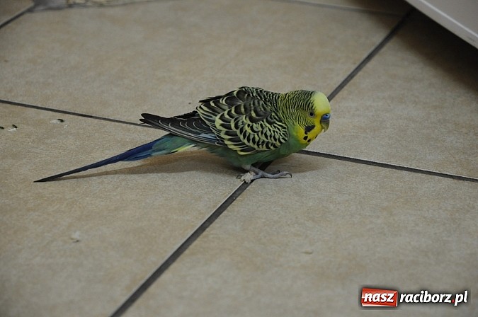 Zdjęcie w galerii na portalu naszraciborz.pl: Zbłąkana papużka przyleciała po pomoc na... pogotowie ratunkowe w Krzyżanowicach wiadomości z regionu