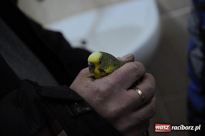 Zdjęcie w galerii na portalu naszraciborz.pl: Zbłąkana papużka przyleciała po pomoc na... pogotowie ratunkowe w Krzyżanowicach wiadomości z regionu