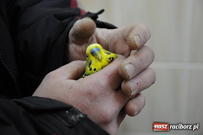 Zdjęcie w galerii na portalu naszraciborz.pl: Zbłąkana papużka przyleciała po pomoc na... pogotowie ratunkowe w Krzyżanowicach wiadomości z regionu