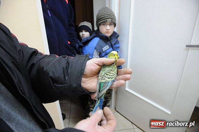 Zdjęcie w galerii na portalu naszraciborz.pl: Zbłąkana papużka przyleciała po pomoc na... pogotowie ratunkowe w Krzyżanowicach wiadomości z regionu