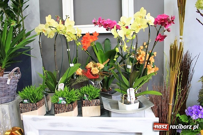 Zdjęcie w galerii na portalu naszraciborz.pl: Kwiaty są prezentem odpowiednim na każdą okazję wiadomości z regionu