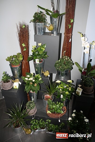 Zdjęcie w galerii na portalu naszraciborz.pl: Kwiaty są prezentem odpowiednim na każdą okazję wiadomości z regionu