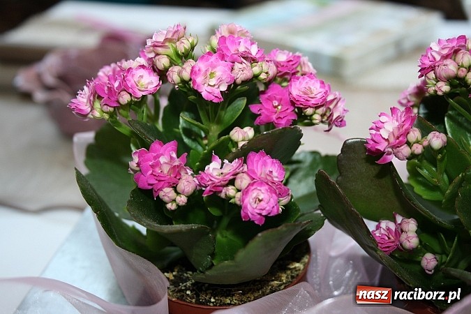 Zdjęcie w galerii na portalu naszraciborz.pl: Kwiaty są prezentem odpowiednim na każdą okazję wiadomości z regionu