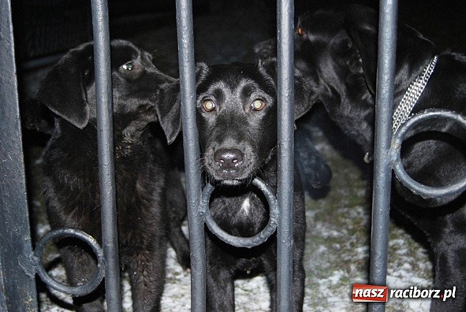 Zdjęcie w galerii na portalu naszraciborz.pl: Poszukujemy właściciela zaginionych psów wiadomości z regionu