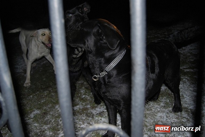 Zdjęcie w galerii na portalu naszraciborz.pl: Poszukujemy właściciela zaginionych psów wiadomości z regionu