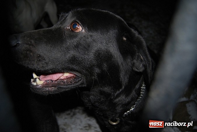 Zdjęcie w galerii na portalu naszraciborz.pl: Poszukujemy właściciela zaginionych psów wiadomości z regionu