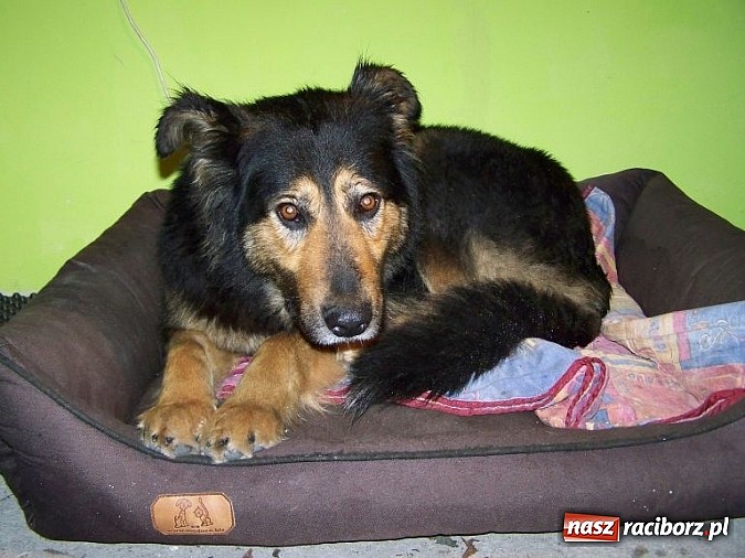 Zdjęcie w galerii na portalu naszraciborz.pl: Znaleziono suczkę w typie owczarka niemieckiego wiadomości z regionu