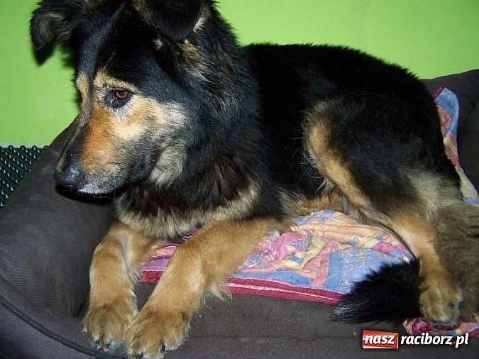 Zdjęcie w galerii na portalu naszraciborz.pl: Znaleziono suczkę w typie owczarka niemieckiego wiadomości z regionu