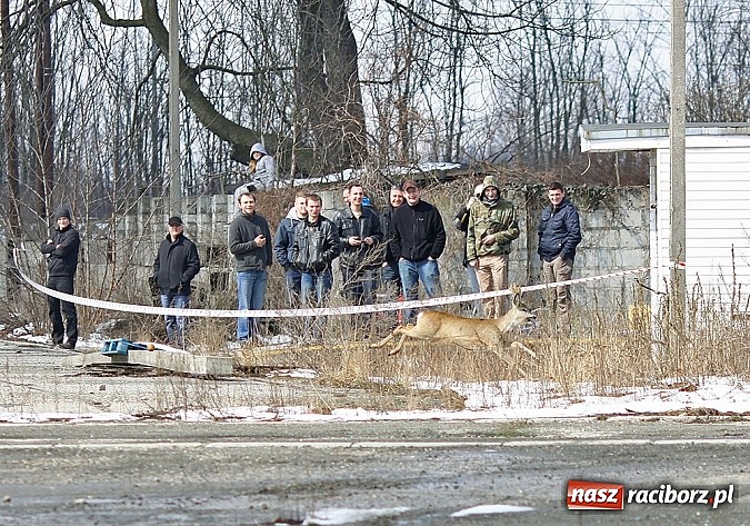 Zdjęcie w galerii na portalu naszraciborz.pl: Rajdowcy rozpoczęli sezon w Kuźni Raciborskiej wiadomości z regionu