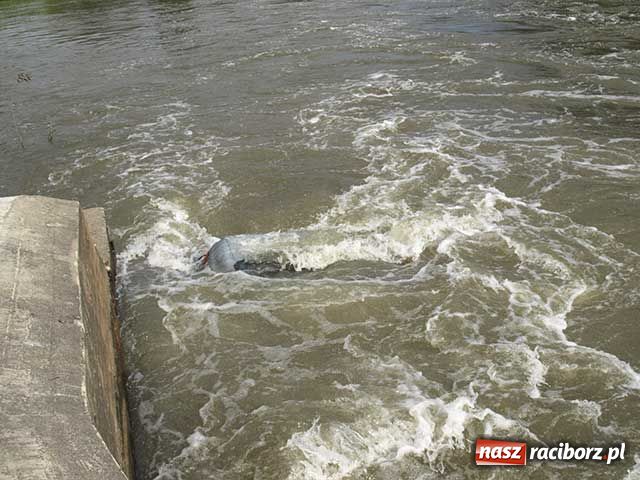 Zdjęcie w galerii na portalu naszraciborz.pl: Tragedia przy tamie wiadomości z regionu