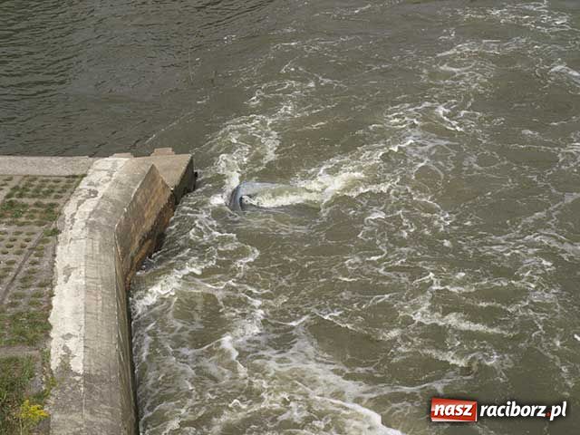 Zdjęcie w galerii na portalu naszraciborz.pl: Tragedia przy tamie wiadomości z regionu