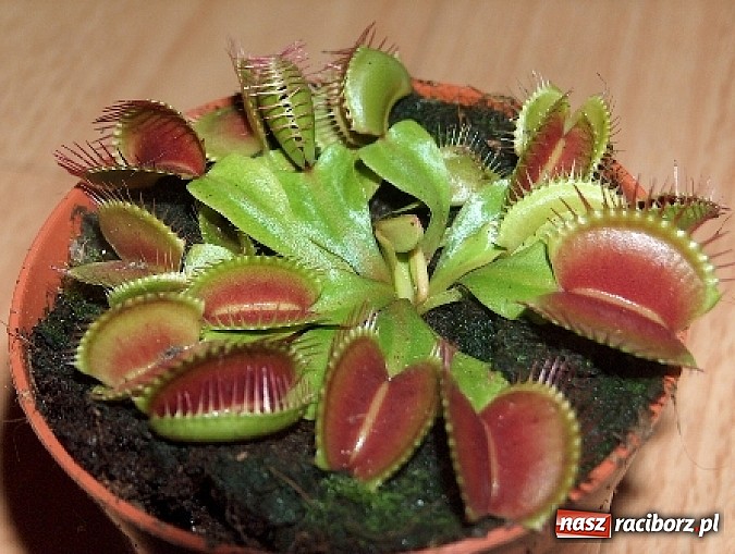 Zdjęcie w galerii na portalu naszraciborz.pl: Rośliny mięsożerne na zamkowym jarmarku wiadomości z regionu