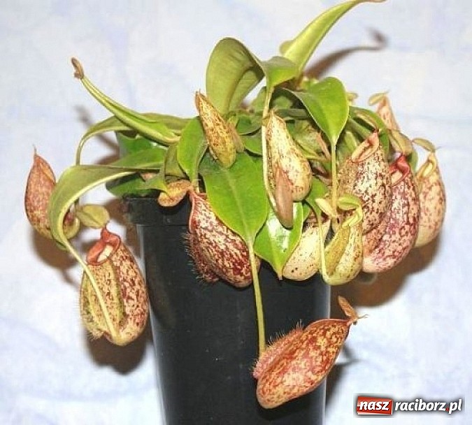 Zdjęcie w galerii na portalu naszraciborz.pl: Rośliny mięsożerne na zamkowym jarmarku wiadomości z regionu