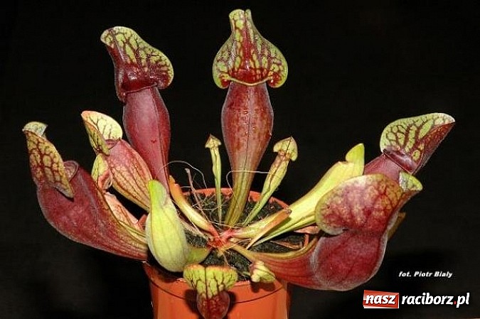 Zdjęcie w galerii na portalu naszraciborz.pl: Rośliny mięsożerne na zamkowym jarmarku wiadomości z regionu