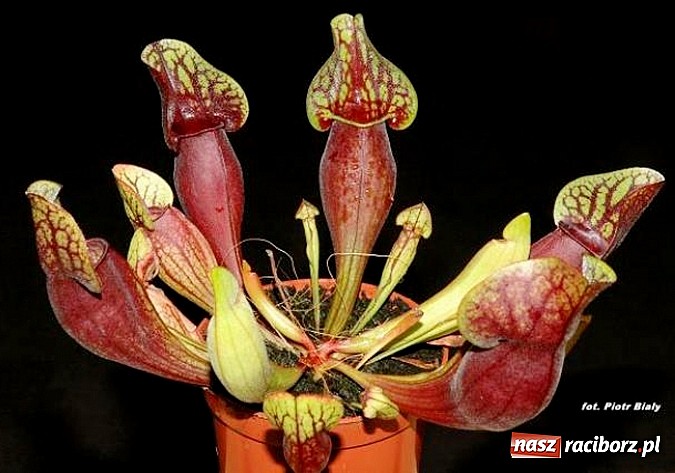 Zdjęcie w galerii na portalu naszraciborz.pl: Rośliny mięsożerne na zamkowym jarmarku wiadomości z regionu