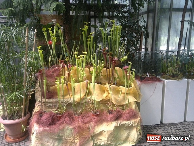 Zdjęcie w galerii na portalu naszraciborz.pl: Rośliny mięsożerne na zamkowym jarmarku wiadomości z regionu