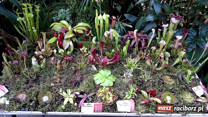 Zdjęcie w galerii na portalu naszraciborz.pl: Rośliny mięsożerne na zamkowym jarmarku wiadomości z regionu