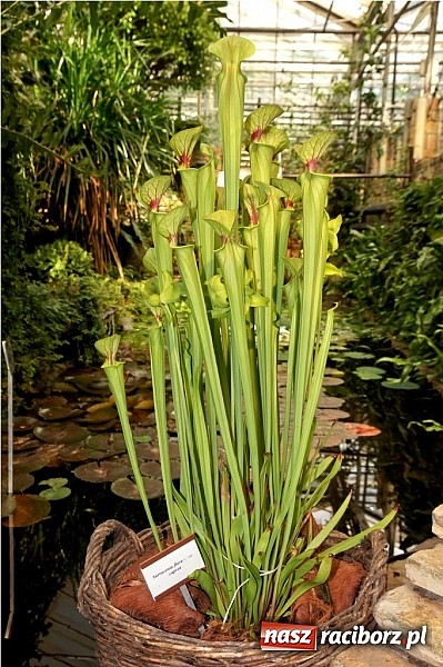 Zdjęcie w galerii na portalu naszraciborz.pl: Rośliny mięsożerne na zamkowym jarmarku wiadomości z regionu
