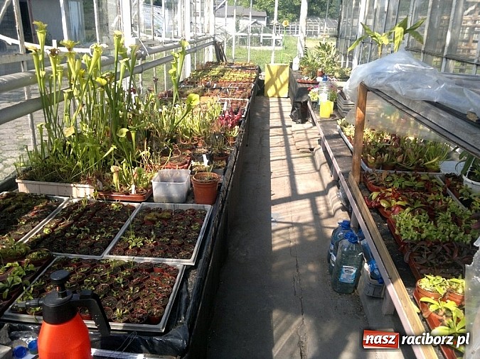 Zdjęcie w galerii na portalu naszraciborz.pl: Rośliny mięsożerne na zamkowym jarmarku wiadomości z regionu