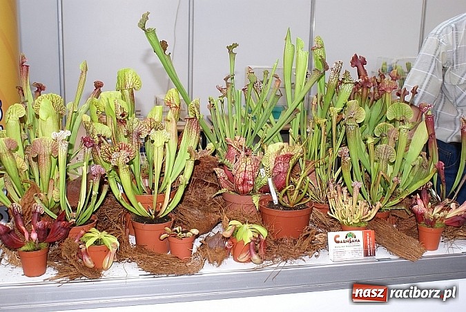 Zdjęcie w galerii na portalu naszraciborz.pl: Rośliny mięsożerne na zamkowym jarmarku wiadomości z regionu