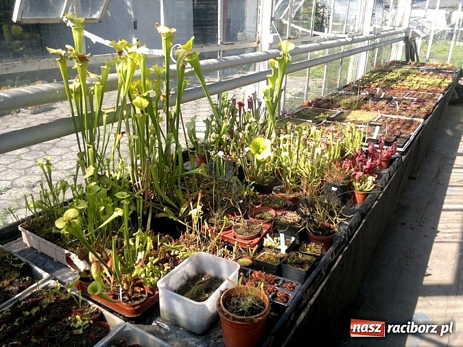 Zdjęcie w galerii na portalu naszraciborz.pl: Rośliny mięsożerne na zamkowym jarmarku wiadomości z regionu