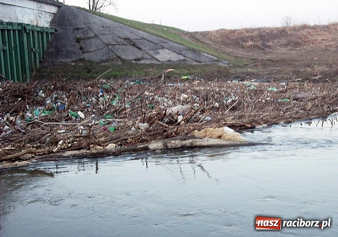 Zdjęcie w galerii na portalu naszraciborz.pl: Tak się u nas dba o czystość na Odrze wiadomości z regionu