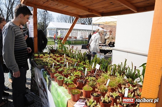 Zdjęcie w galerii na portalu naszraciborz.pl: Ruszył zamkowy jarmark kwiatów i wszelkich różności wiadomości z regionu