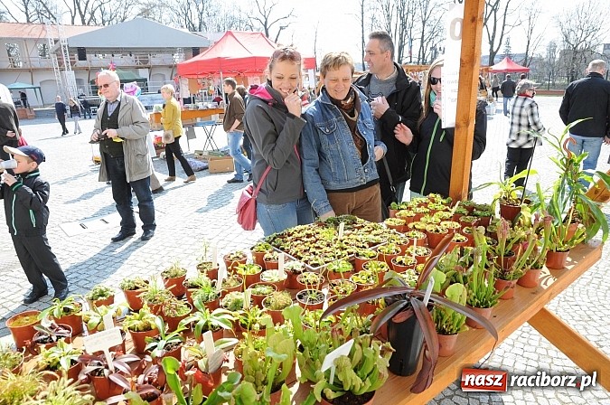Zdjęcie w galerii na portalu naszraciborz.pl: Ruszył zamkowy jarmark kwiatów i wszelkich różności wiadomości z regionu