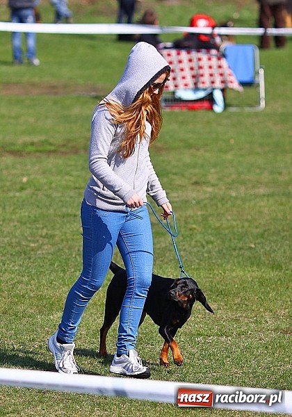 Zdjęcie w galerii na portalu naszraciborz.pl: Psie piękności pokazywano dziś w Kuźni Raciborskiej wiadomości z regionu